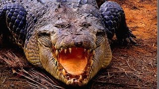 Deadly Crocodiles of the Nile River  Nature Documentary [upl. by Annavaig]