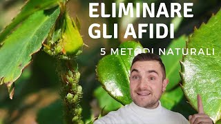 COME ELIMINARE GLI AFIDI CON RIMEDI NATURALI 5 METODI EFFICACI [upl. by Emor154]