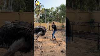 Manavalan vs ostrich 🔥 [upl. by Enialed]