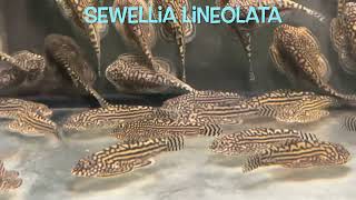 Sewellia lineolata [upl. by Mcconaghy726]