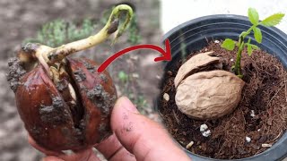 Method Of Growing Walnut Tree From Seed At Home  Germinate Walnuts [upl. by Rolfston]