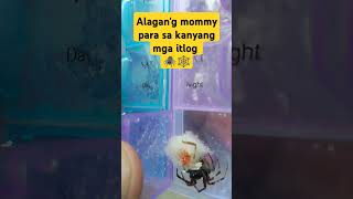 Alagang mommy para sa kanyang mga itlog gagamba shorts damang [upl. by Introc213]