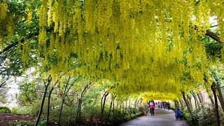 Bodnant Gardens [upl. by Adnovahs]