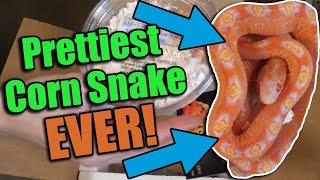 Unboxing a SCALELESS Corn Snake from South Mountain Reptiles [upl. by Cori]