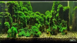 Timelaps aquascaping Dark Fissidens Mountains  English subs [upl. by Svend]