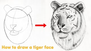 How to Draw a Tiger Color [upl. by Sialac]