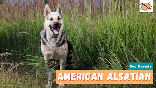 American Alsatian Everything You Should Know About This Family Dog [upl. by Sabella]