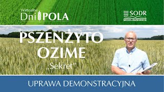 Demonstracyjna uprawa pszenżyta ozimego quotSekretquot [upl. by Sitnik]