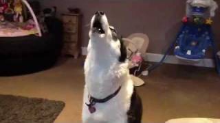 Siberian Husky Hilarious singing dogs huskies howling dog sings to harmonica [upl. by Aniluap348]