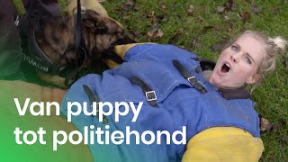 De training van een politiehond  Het Klokhuis [upl. by Annoyik]