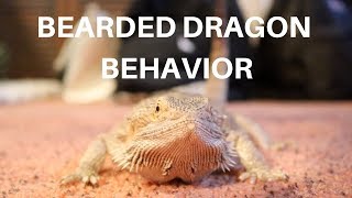 BEARDED DRAGON BEHAVIOR 101 [upl. by Llekcir]