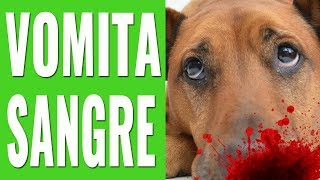 ¿POR QUÉ MI PERRO VOMITA SANGRE ¡TE LO EXPLICAMOS [upl. by Maffa]