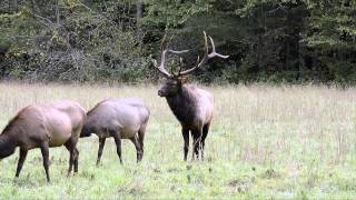 Elk Rut and Breeding in Great Smoky Mountains National Park [upl. by Glaser]