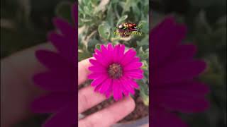 Osteospermum Purple Flower Short Video 1 Min [upl. by Ael121]