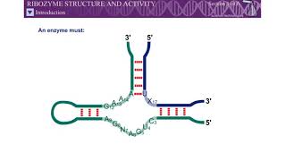 Animation Ribozyme Structure and Activity Molecular Biology of the Gene SD LIFE SCIENCE [upl. by Kiyohara]