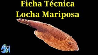 Ficha Técnica Locha Mariposa Beaufortia leveretti [upl. by Demha236]