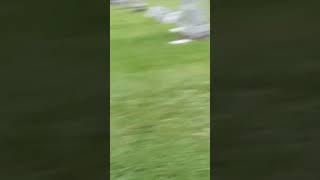 Faithful dog refuses to leave owners grave [upl. by Taite203]