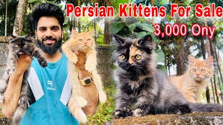 Persian Cats For Sale  Triple Coat Persian kittens  persian cat  persian cat price in india  cat [upl. by Akiemahs]