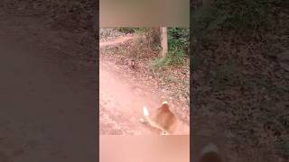 Funny animals video 😂🤣😂 [upl. by Adrien]