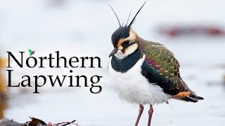 Northern Lapwing Song  Lapwing Bird  Common Lapwing [upl. by Nnaeiluj]