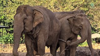 NamThip Herd Returns After the Flood  ElephantNews [upl. by Pontias785]