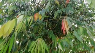 Sri Lankan Nā Tree  Ceylon Ironwood Mesua ferrea [upl. by Arihday398]