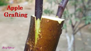 Apple Tree Grafting In Spring  How To Graft Fruit Tree [upl. by Materse]