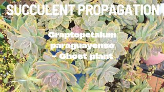 SUCCULENT PROPAGATION  Graptopetalum paraguayense [upl. by Claudie]