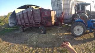 Unloading International 51 Silage wagon of chopped corn 2016 [upl. by Amalia]