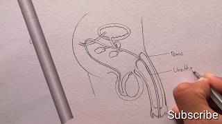 How to draw male reproductive system in easy step by step for Beginners cbse 12th Biology science [upl. by Sarchet]