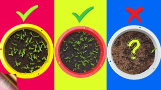 7 FATAL MISTAKES Why Seeds Not Germinating or Sprouting [upl. by Adliw]