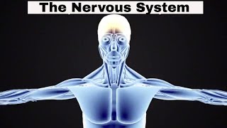 Introduction to the Nervous System [upl. by Luapnaej494]