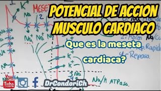 Potencial de acción en el musculo cardíaco ¿Que es la meseta cardiaca [upl. by Nay]