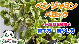 ベンジャミンバロックの育て方・増やし方（観葉植物【くまパン園芸】 [upl. by Fries730]