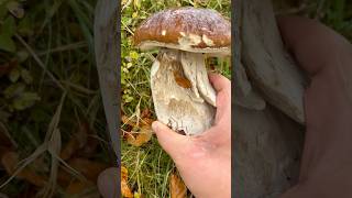 Massive porcini find mushrooms boletusedulis porcini foraging mushroomushrooms unting ooms [upl. by Dalt]