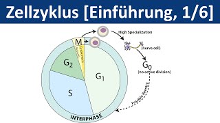 Zellzyklus  Zellteilung Cytokinese  Einführung 16  Biologie Cytologie Oberstufe [upl. by Deane]