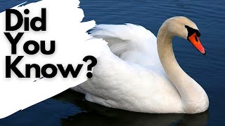 Things you need to know about MUTE SWANS [upl. by Jairia184]