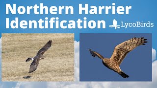 How to Identify a Northern Harrier  Raptor Identification [upl. by Amol]