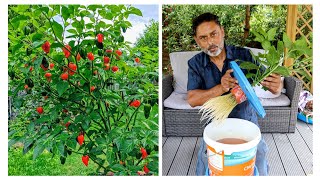 How To Grow Chilli Peppers In Water  Growing Hydroponic chilli [upl. by Patman]