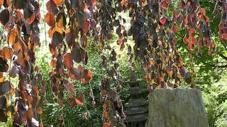 Fagus sylvatica Purple Fountain [upl. by Blumenthal106]