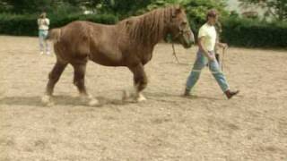 WATCH AND BE CAPTIVATED FRIESIAN STALLION FREDERIK THE GREAT [upl. by Cindra22]