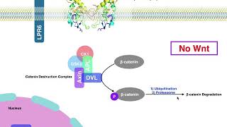 Biosignaling  Canonical Wntβcatenin Signaling [upl. by Pare]