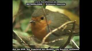 Das Rotkehlchen im Wald  Erithacus rubecula [upl. by Gitel]