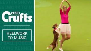 International Freestyle Heelwork To Music  Part 1  Crufts 2020 [upl. by Esra]