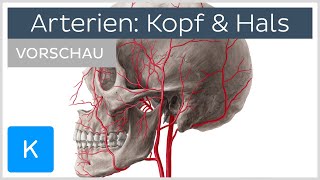 Hauptarterien von Kopf und Hals Vorschau  Kenhub [upl. by Kone]