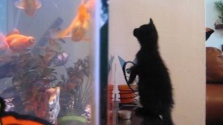 Cats Knocking Stuff Over Compilation [upl. by Cleve]