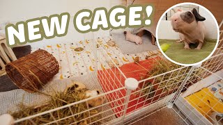 BUILDING A NEW GUINEA PIG CAGE 😱  CampC CAGE BUILD [upl. by Tanner]