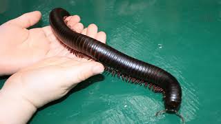 Millipede  The millipede belongs to the phylum of arthropods [upl. by Narok]