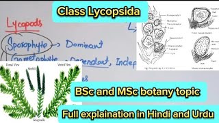 Class LycopsidaCharacteristicsFeatureReproductionPteridophytes [upl. by Lirrad]