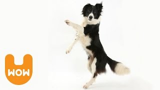 Dancing Dogs at the Canine Come Dancing [upl. by Hairahcaz]